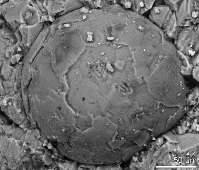 Обнаружен эмбрион неизвестного существа возрастом 500 миллионов лет. Фото.