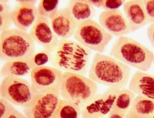 Учёные прокачали стволовые клетки с помощью стероидов. Фото.