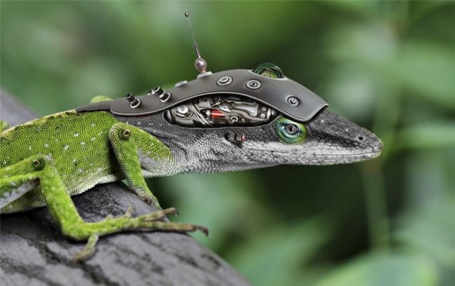 Живые роботы могут быть невозможны математически. Фото.