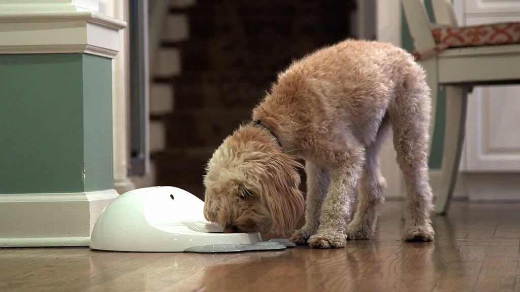 CleverPet - игровая консоль для собак