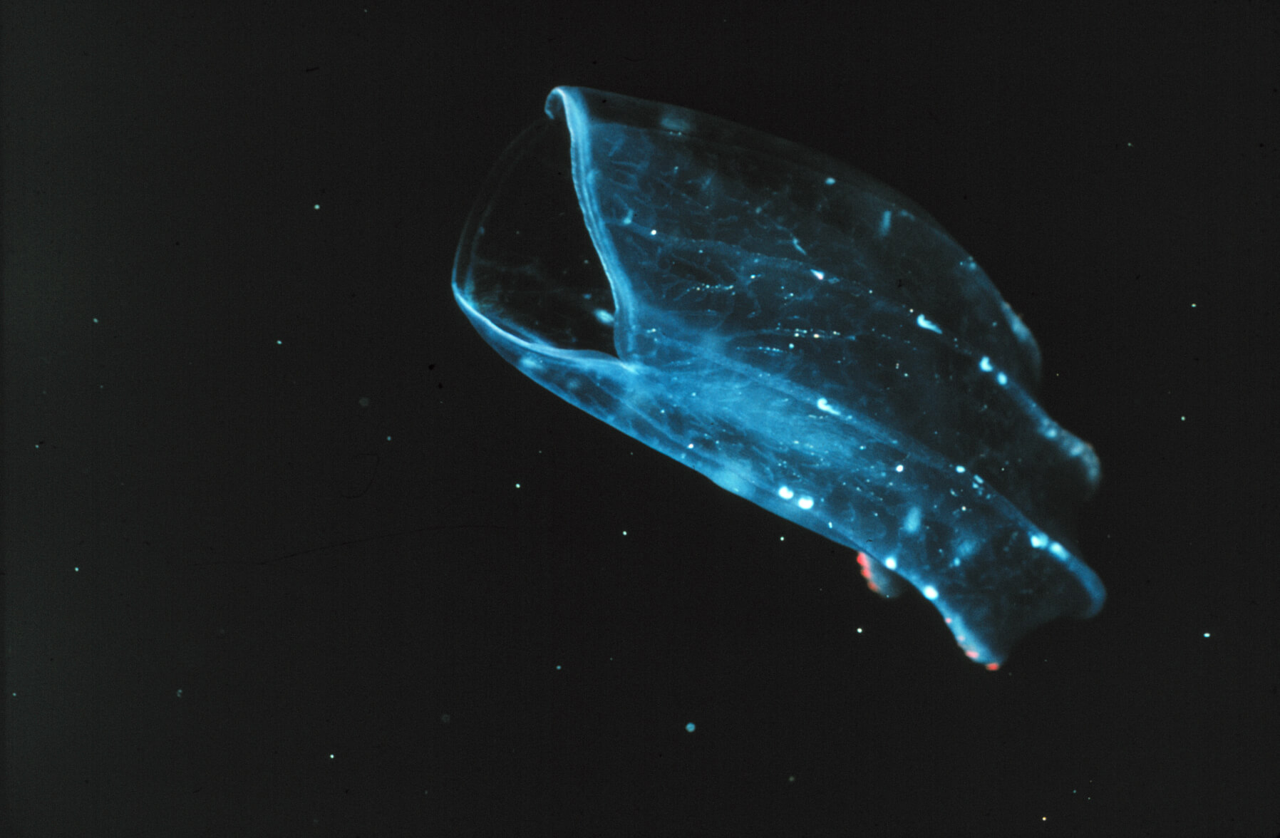 Ctenophore