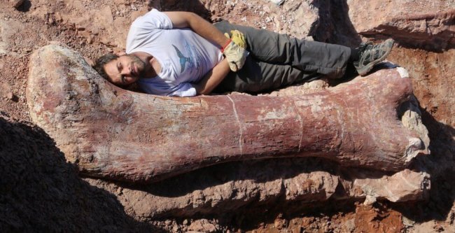 Найдены останки самого крупного динозавра в истории. Фото.