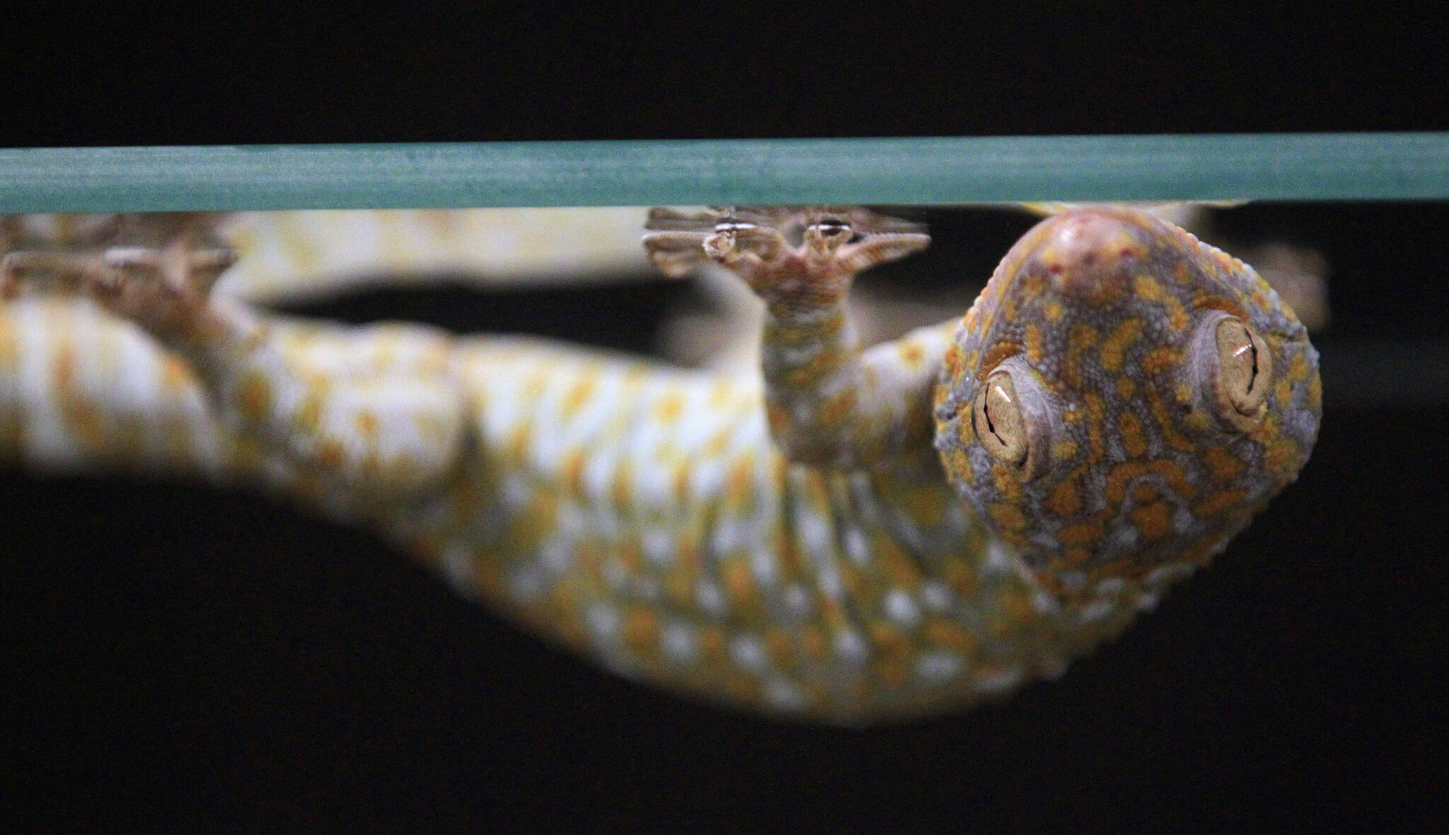 gecko-on-glass