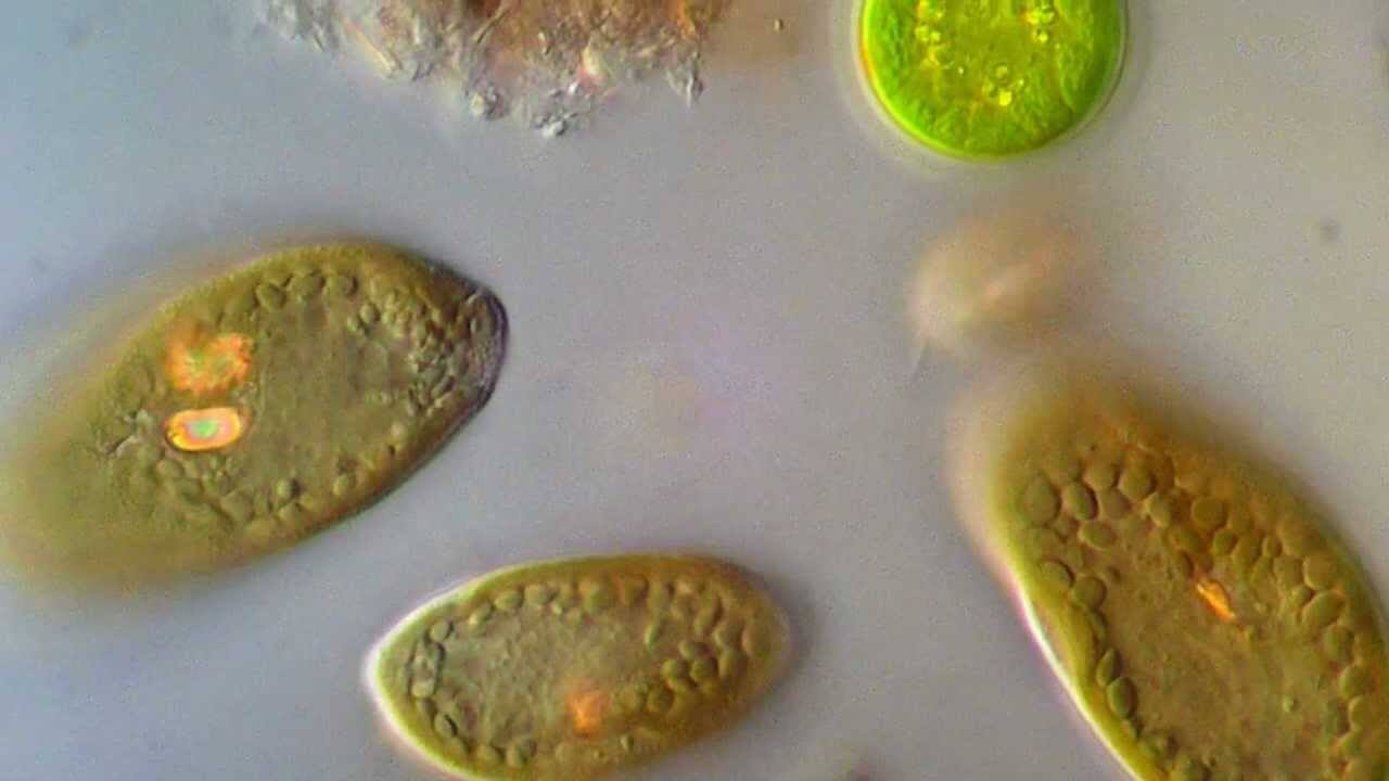 Водоросли Водоросли