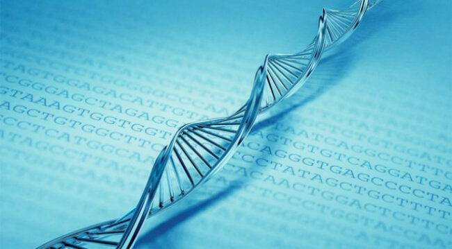 Ученые: только 8 процентов ДНК человека несут пользу, остальное — «мусор». Фото.