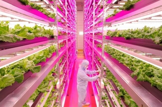 Японская изолированная ферма увеличивает количество урожая в 2,5 раза. Фото.