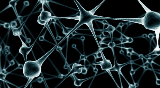 Учёным удалось создать функционирующие нейроны из клеток кожи. Фото.