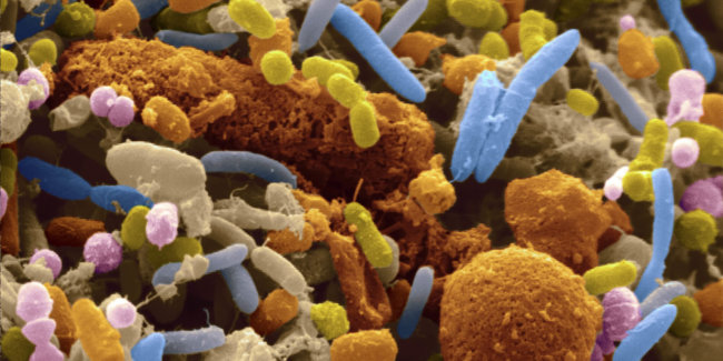 10 фактов о том, как паразиты, вирусы и бактерии помогают людям. Фото.