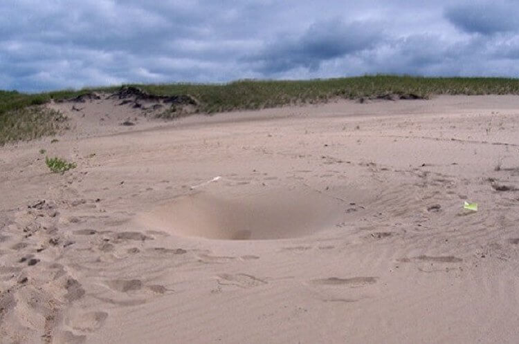 Выглядит интересно, но приближаться я бы не стал. Фото.