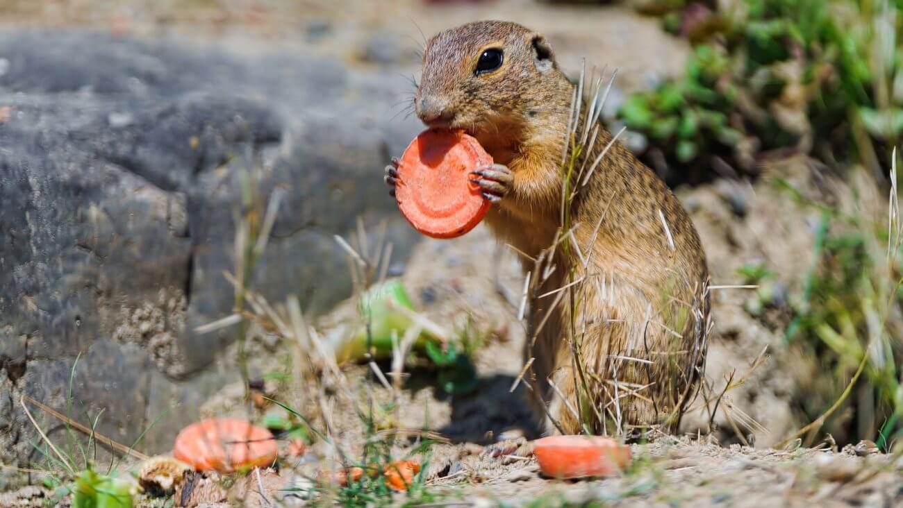 Морковь Морковь