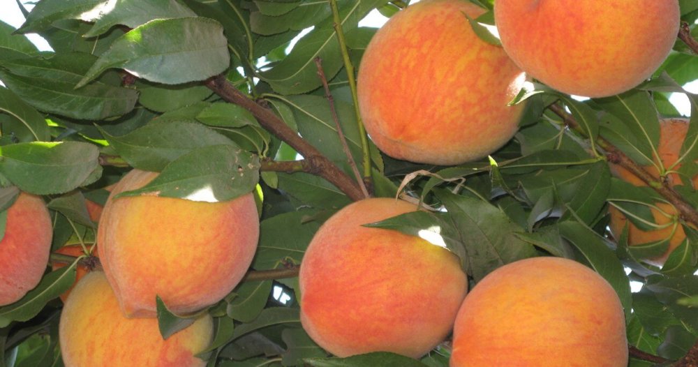 Схема подкормки персика
