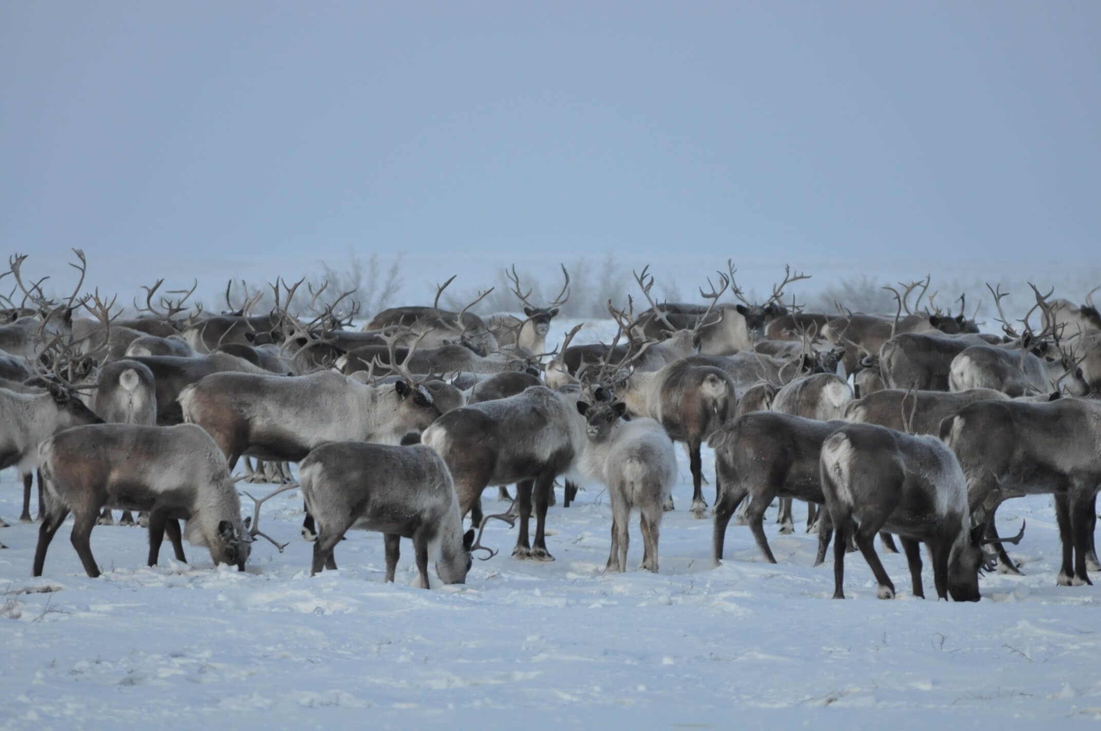 Caribou Caribou