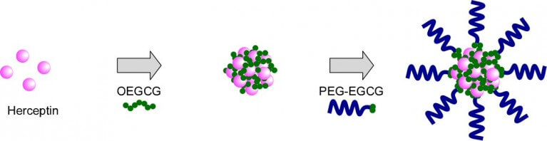 Зелёный чай поможет учёным победить онкологические заболевания