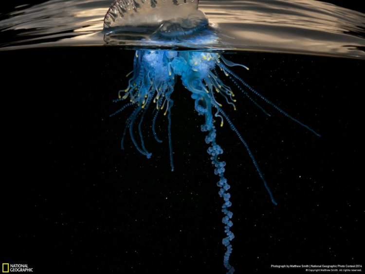 national_geographic_2014_photo_02 national_geographic_2014_photo_02