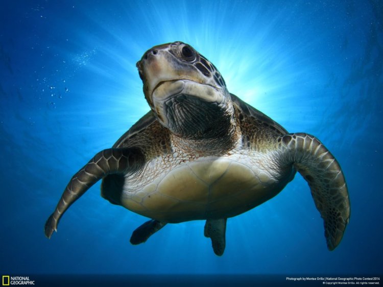 national_geographic_2014_photo_05 national_geographic_2014_photo_05