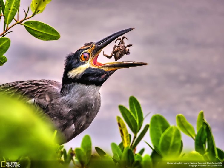 national_geographic_2014_photo_07 national_geographic_2014_photo_07