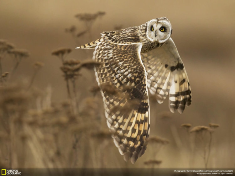 national_geographic_2014_photo_08 national_geographic_2014_photo_08