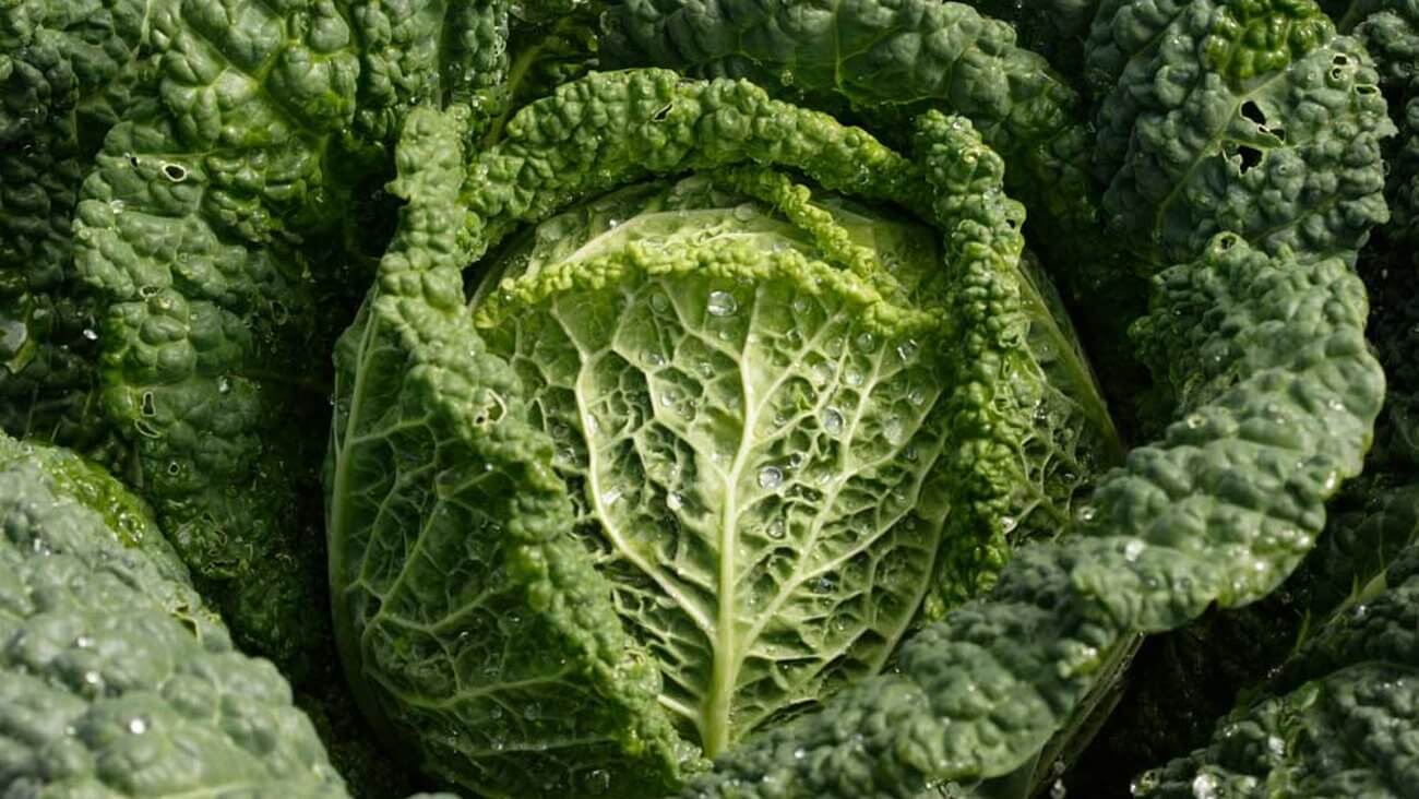 Савойская капуста