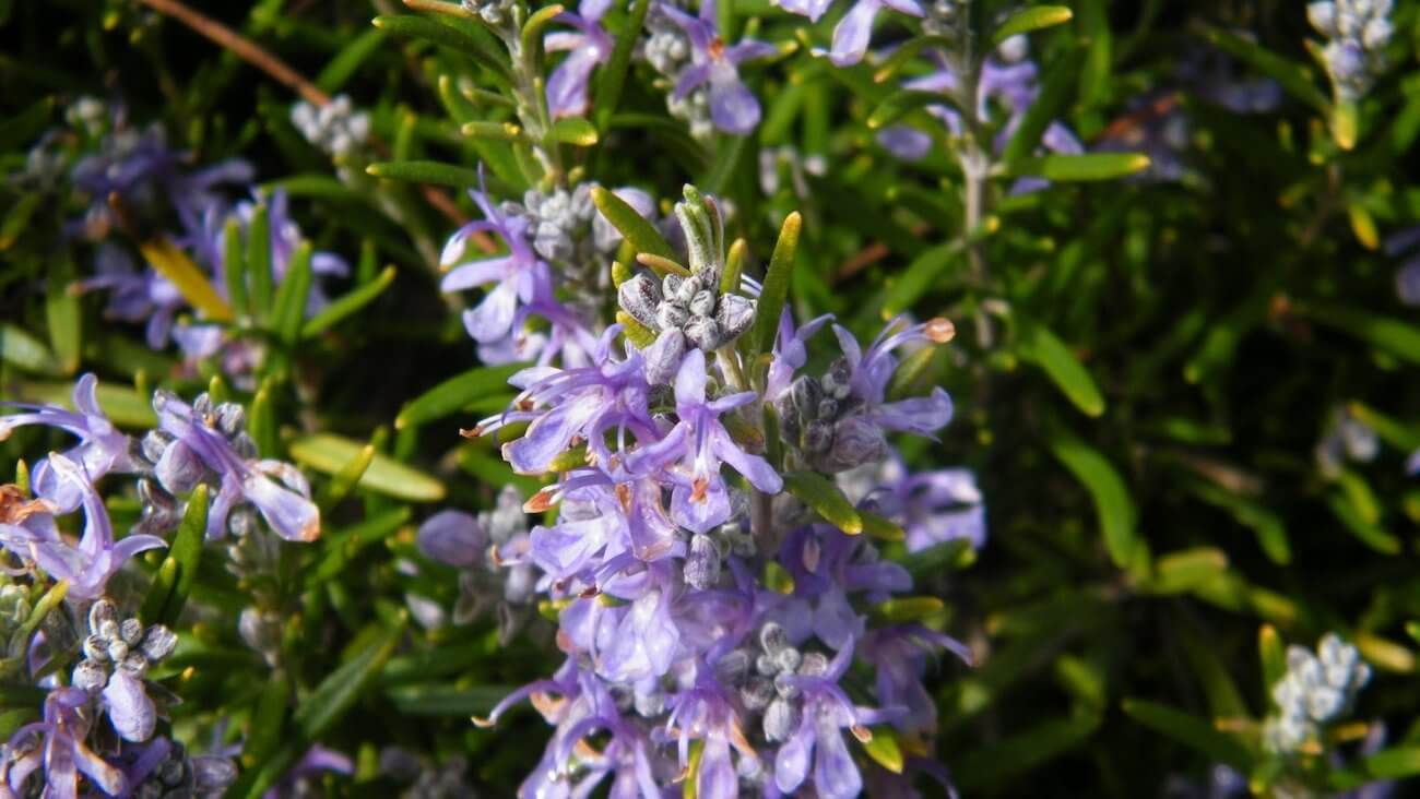 Цветущий розмарин