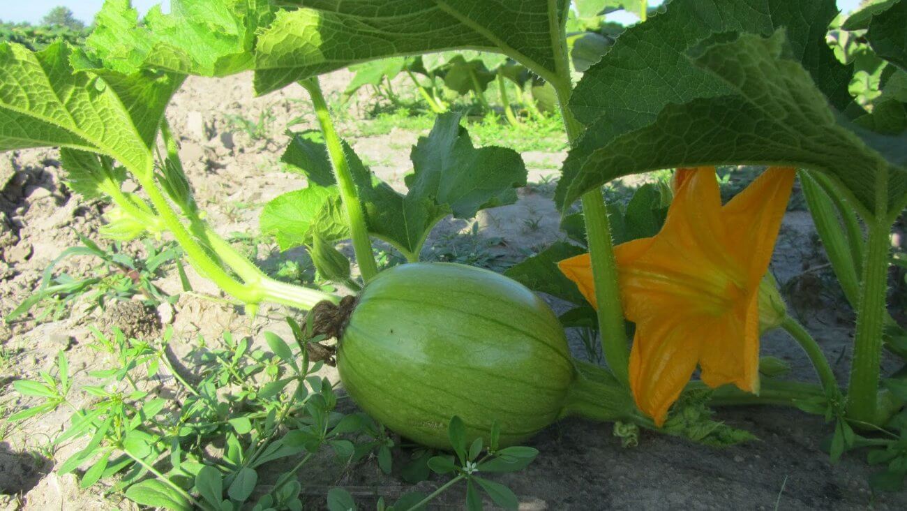 Растущая тыква
