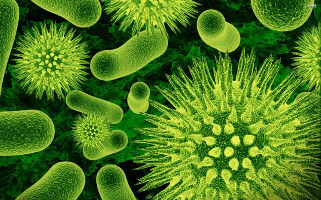 #чтиво | Все, что нужно знать о бактериях. Фото.