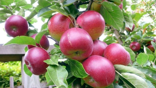 #биология | Яблоки выводят канцерогены. Фото.