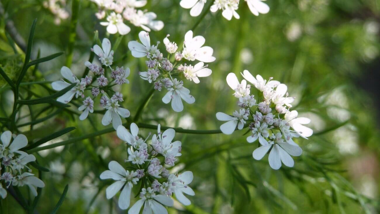 Цветущий кориандр