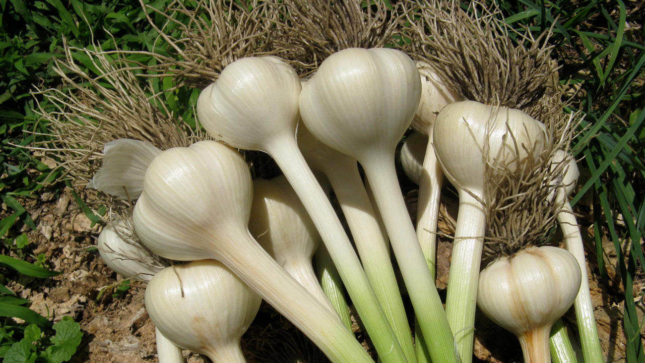 Чеснок