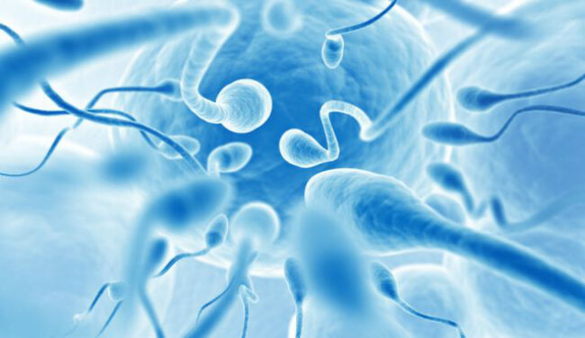 Созданы искусственные яйцеклетки и сперма из клеток взрослого человека. Фото.