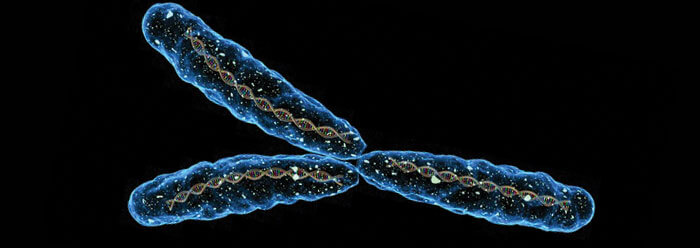 Y-хромосома