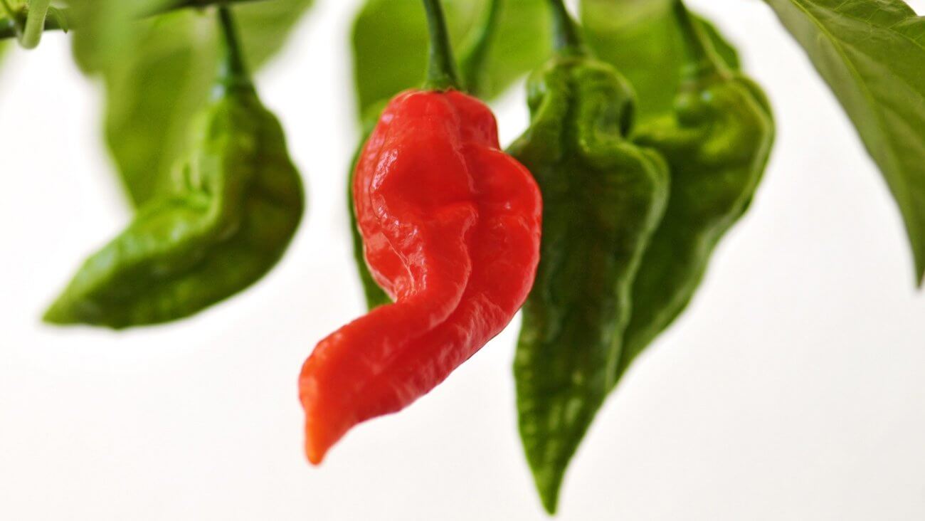 Перец чили