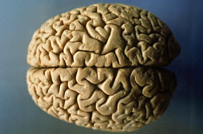 Древние вирусы сыграли важную роль в формировании человеческого мозга. Фото.