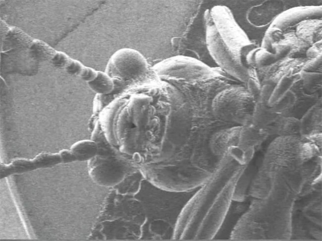 Нанокостюм для насекомых позволит наблюдать за ними в мельчайших масштабах. Фото.