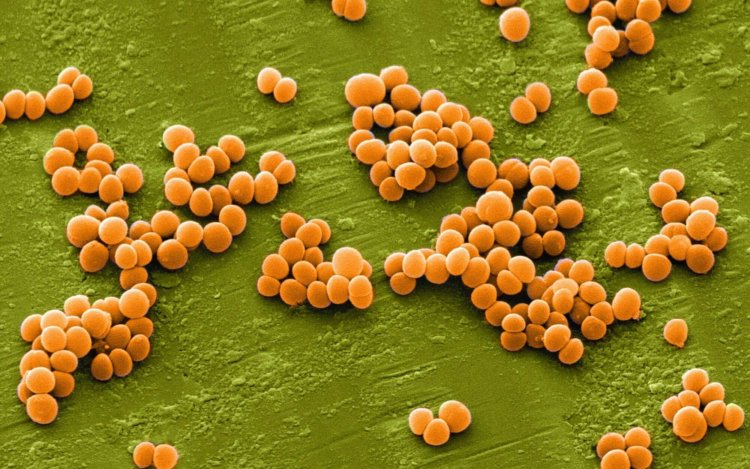 Новый антибиотик способен убивать лекарственно-устойчивые бактерии