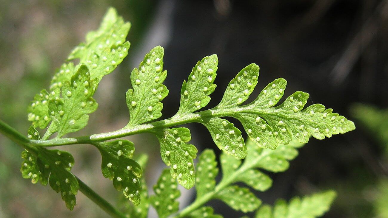 Пузырник ломкий