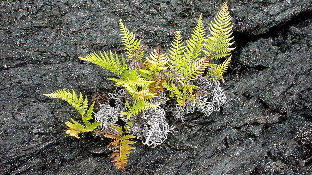 Растущий из камня папоротник