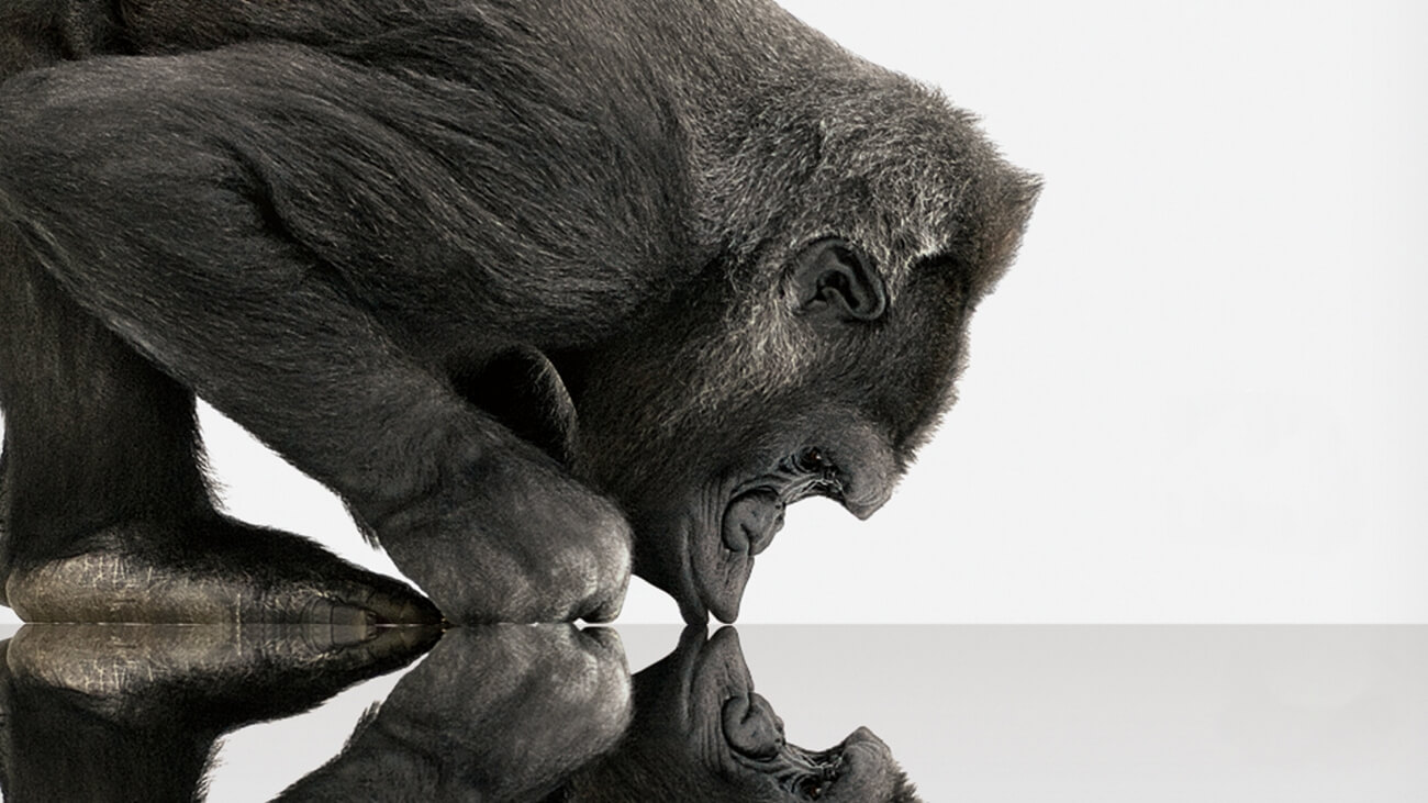 Corning GorillaGlass