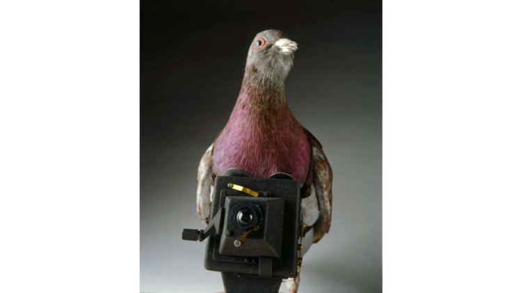 Pigeon Camera