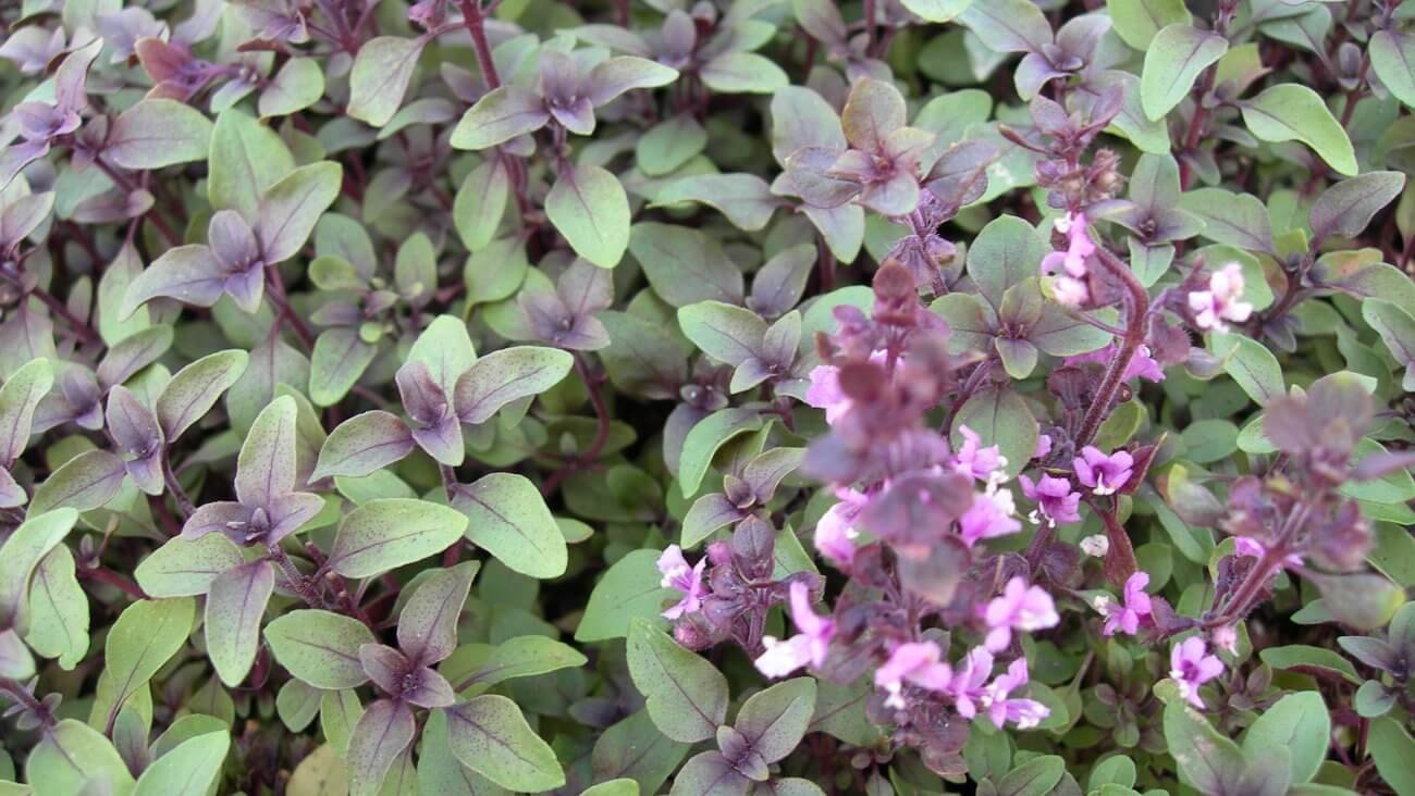 Базилик Базилик