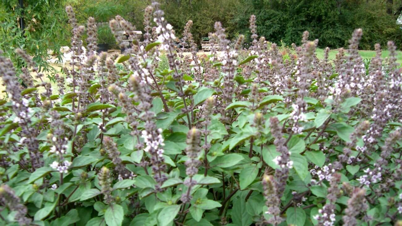 Базилик Базилик