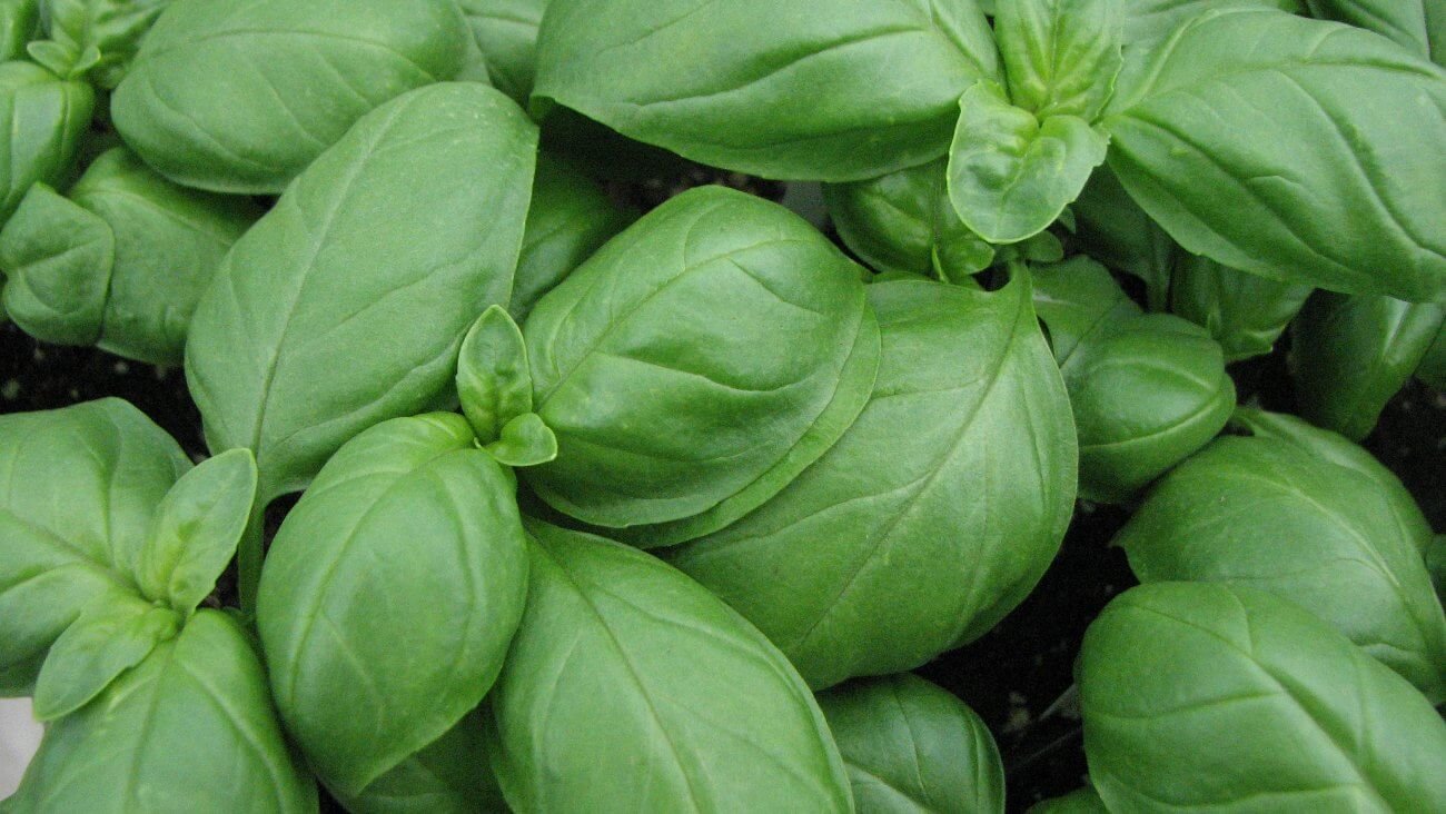 Базилик Базилик