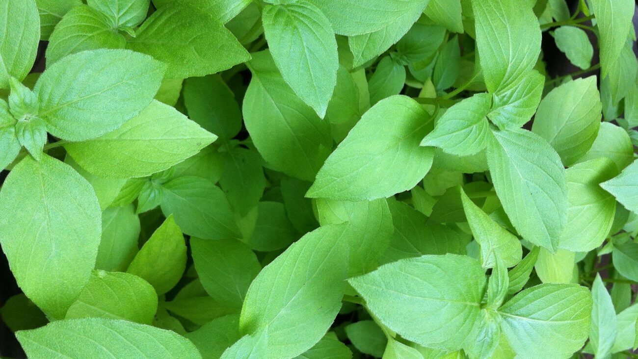 Базилик Базилик