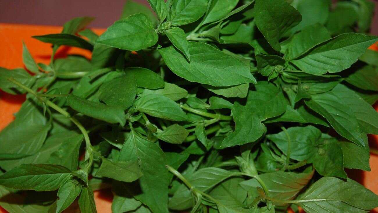 Базилик Базилик