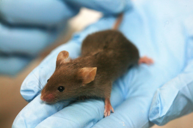 Ученые впервые вживили приятные ложные воспоминания в спящую мышь. Фото.