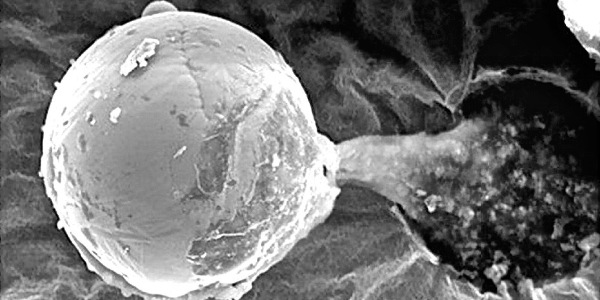 Панспермия