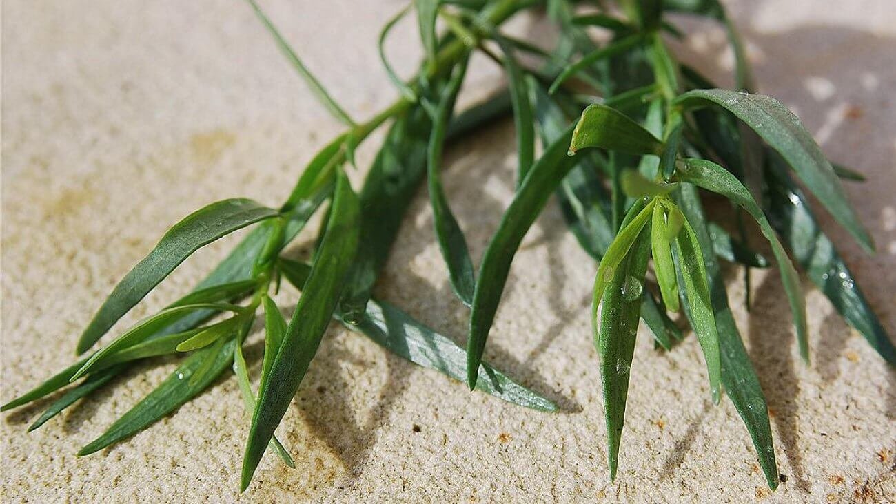 Тархун (эстрагон)