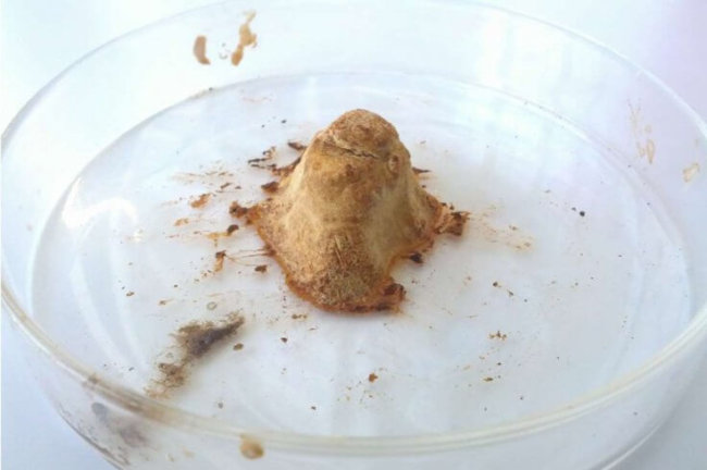 3D-напечатанный рог 