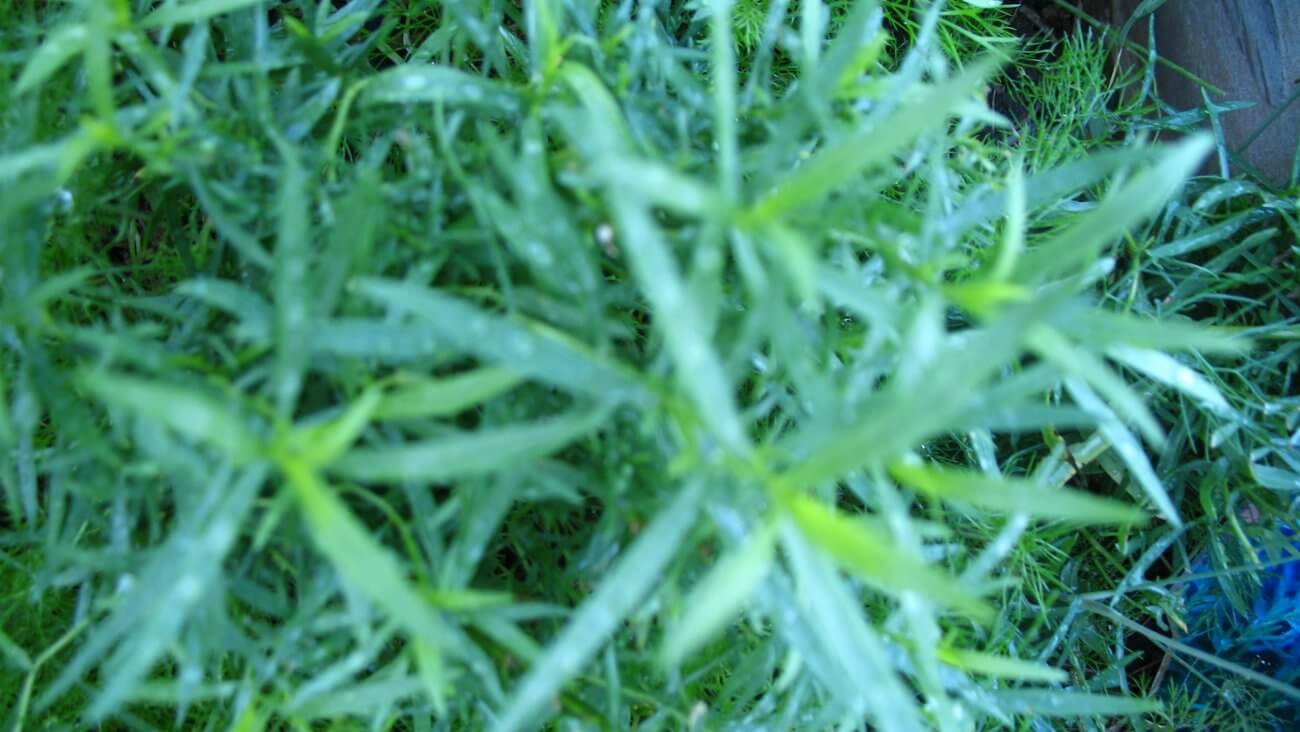 Тархун (эстрагон)