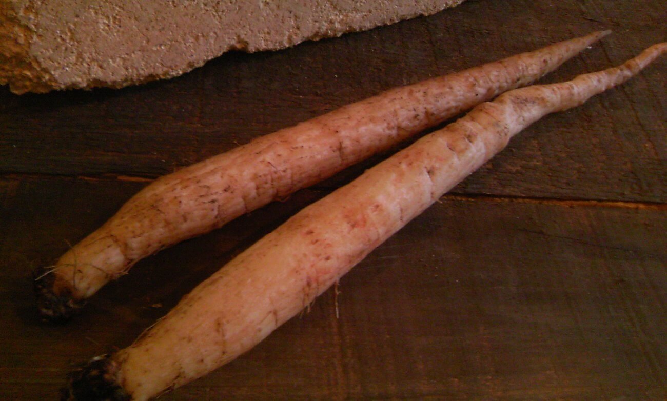 Корень лопуха