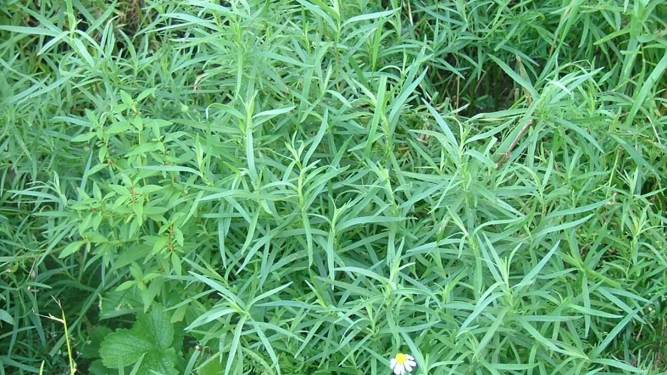 Тархун (эстрагон)